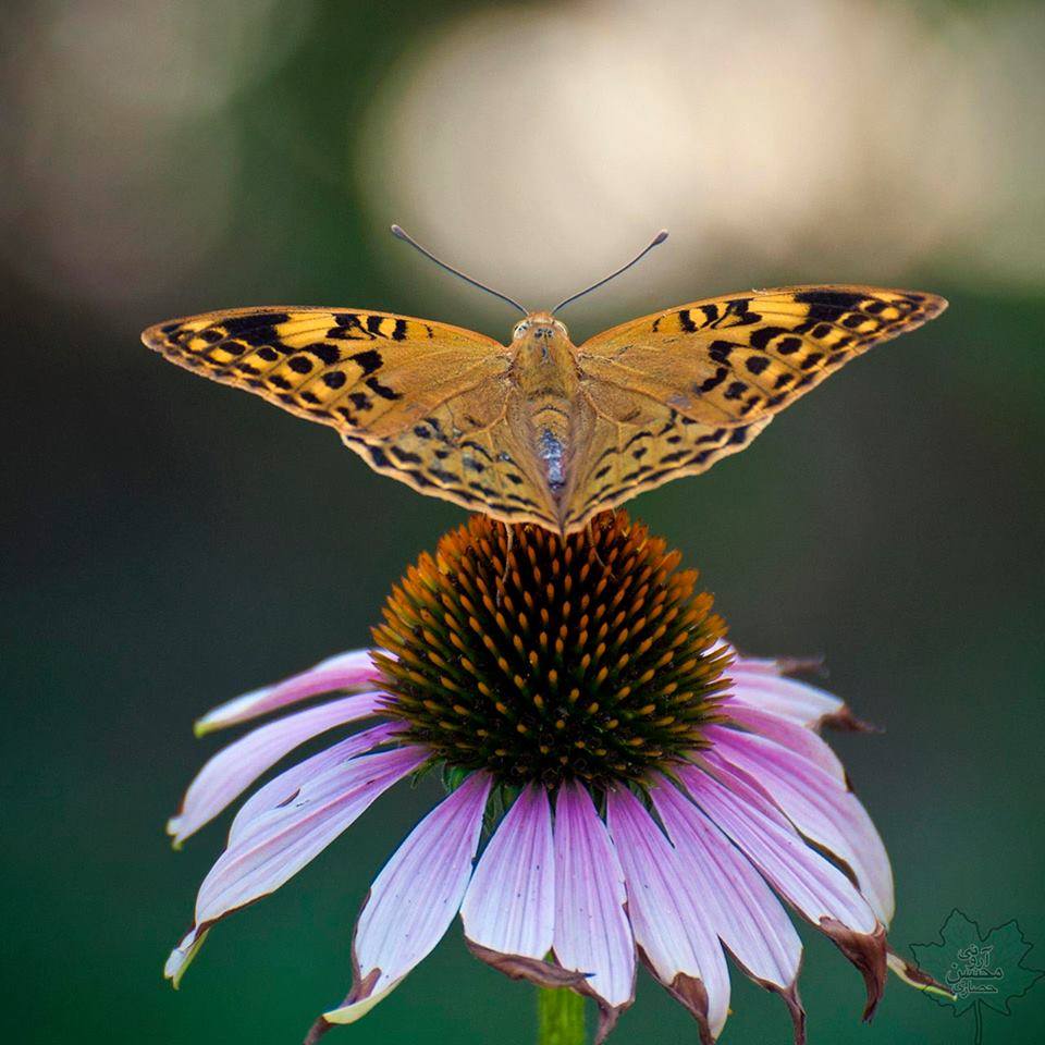 Argynnis pandora  pandora (melanic aberration, live, N Persia, Tehran Pr. C Alborz Mts., Evin) [Internet image property of respective owner, non commercial use only]